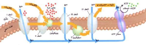 http://oloommagazine.com/images/Articles/12/SCI96b12N4_H03_005888.jpg