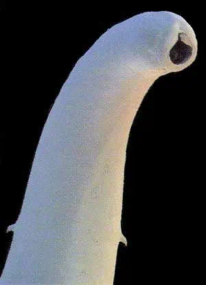http://oloommagazine.com/images/Articles/12/SCI96b12N2_H04_005717.jpg