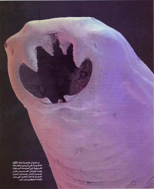 http://oloommagazine.com/images/Articles/12/SCI96b12N2_H04_005718.jpg