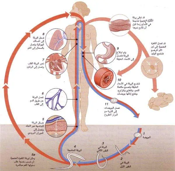 http://oloommagazine.com/images/Articles/12/SCI96b12N2_H04_005721.jpg