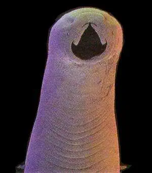 http://oloommagazine.com/images/Articles/12/SCI96b12N2_H04_005722.jpg