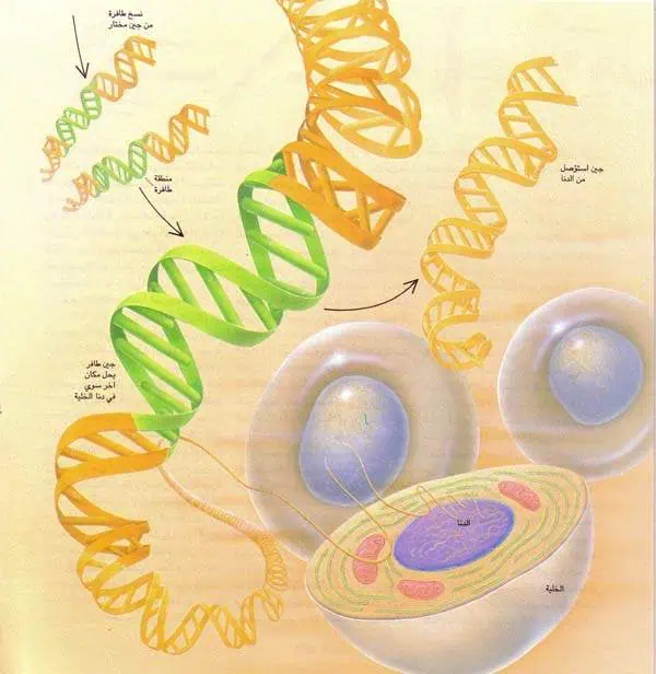 http://oloommagazine.com/images/Articles/12/SCI96b12N2_H03_005711.jpg