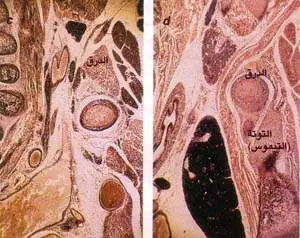 http://oloommagazine.com/images/Articles/12/SCI96b12N2_H03_005715.jpg