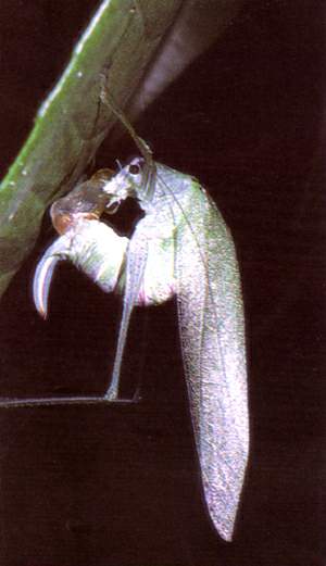 http://oloommagazine.com/images/Articles/13/SCI97b13N8-9_H04_007184.jpg