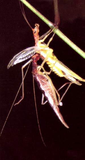 http://oloommagazine.com/images/Articles/13/SCI97b13N8-9_H04_007188.jpg