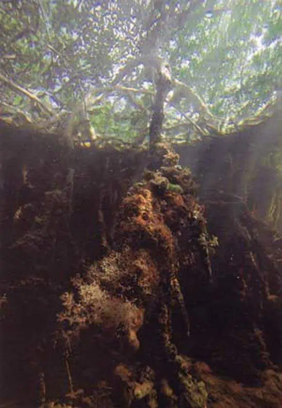 http://oloommagazine.com/images/Articles/13/SCI97b13N6-7_H04_007081.jpg
