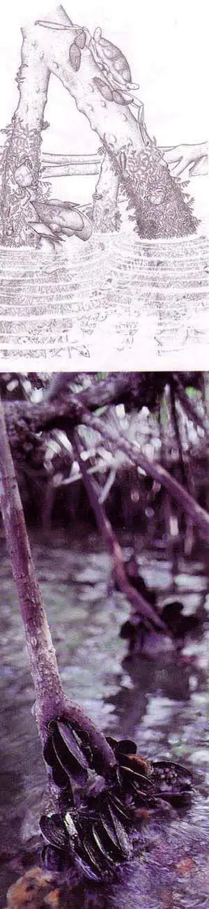 http://oloommagazine.com/images/Articles/13/SCI97b13N6-7_H04_007085.jpg