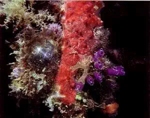 http://oloommagazine.com/images/Articles/13/SCI97b13N6-7_H04_007086.jpg