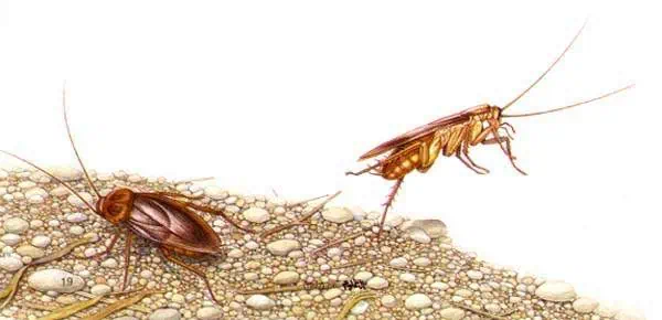 http://oloommagazine.com/images/Articles/13/SCI97b13N6-7_H03_007074.jpg