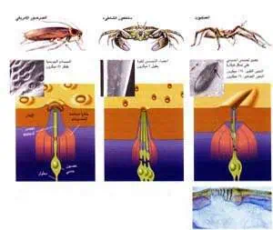 http://oloommagazine.com/images/Articles/13/SCI97b13N6-7_H03_007075.jpg