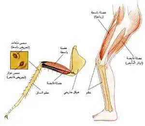 http://oloommagazine.com/images/Articles/13/SCI97b13N6-7_H03_007077.jpg