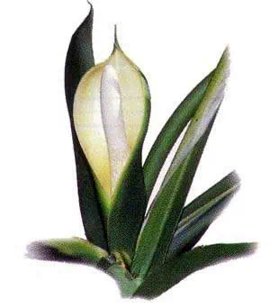 http://oloommagazine.com/images/Articles/13/SCI97b13N6-7_H02_007063.jpg