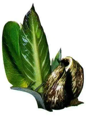 http://oloommagazine.com/images/Articles/13/SCI97b13N6-7_H02_007064.jpg