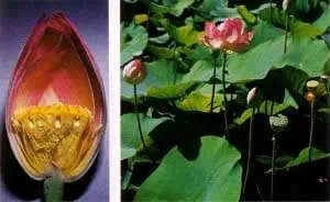 http://oloommagazine.com/images/Articles/13/SCI97b13N6-7_H02_007070.jpg
