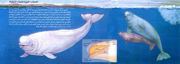 http://oloommagazine.com/images/Articles/13/SCI97b13N3_H02_006775.jpg
