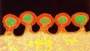 http://oloommagazine.com/images/Articles/13/SCI97b13N12_H03_006516.jpg