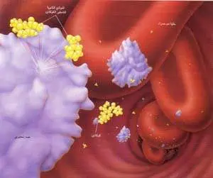 http://oloommagazine.com/images/Articles/13/SCI97b13N11_H02_006422.jpg