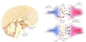 http://oloommagazine.com/images/Articles/13/SCI97b13N11_H02_006423.jpg