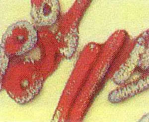 http://oloommagazine.com/images/Articles/13/SCI97b13N11_H01_006419.jpg
