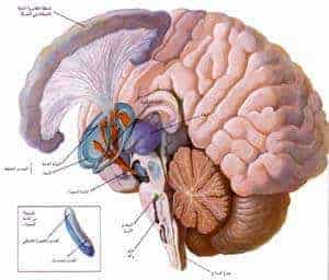 http://oloommagazine.com/images/Articles/13/SCI97b13N11_H04_006434.jpg