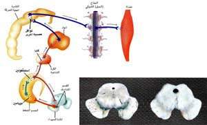 http://oloommagazine.com/images/Articles/13/SCI97b13N11_H04_006435.jpg