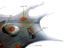 http://oloommagazine.com/images/Articles/13/SCI97b13N11_H04_006439.jpg
