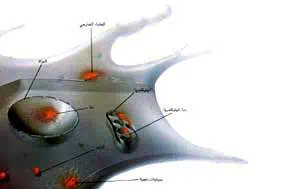 http://oloommagazine.com/images/Articles/13/SCI97b13N11_H04_006439.jpg