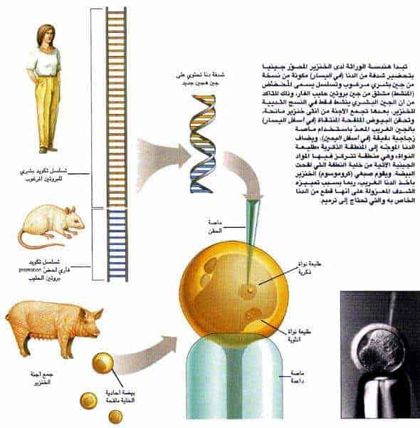 http://oloommagazine.com/images/Articles/13/SCI97b13N4_H05_006891.jpg