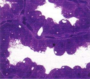 http://oloommagazine.com/images/Articles/13/SCI97b13N4_H05_006893.jpg