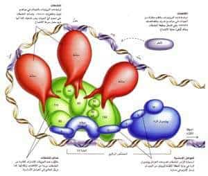 http://oloommagazine.com/images/Articles/13/SCI97b13N10_H04_006346.jpg