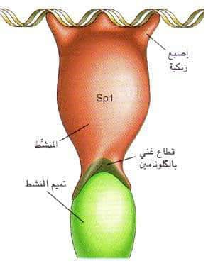 http://oloommagazine.com/images/Articles/13/SCI97b13N10_H04_006348.jpg