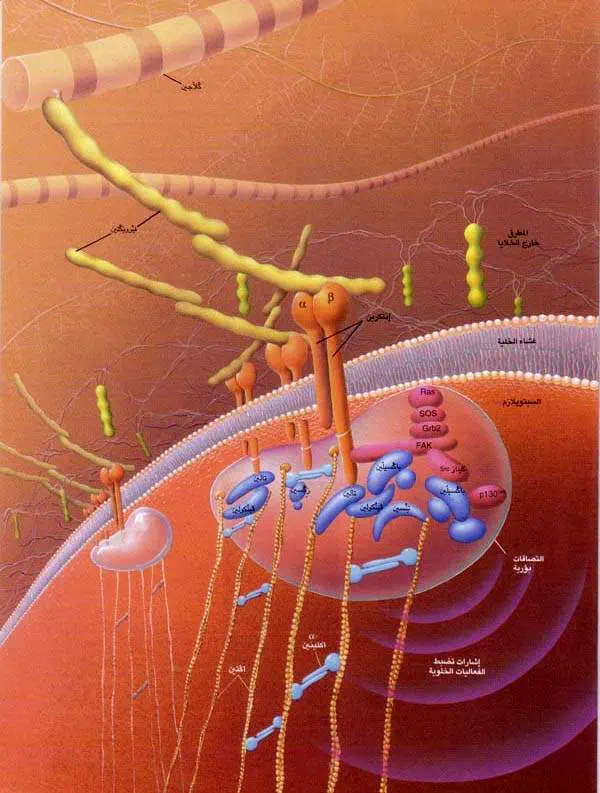 http://oloommagazine.com/images/Articles/14/SCI98b14N5_H05_007867.jpg