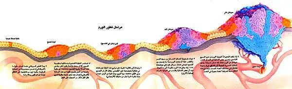 http://oloommagazine.com/images/Articles/14/SCI98b14N1-2_H02_007266.jpg