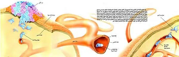 http://oloommagazine.com/images/Articles/14/SCI98b14N1-2_H03_007271.jpg