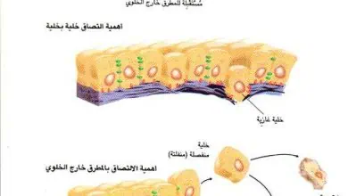 http://oloommagazine.com/images/Articles/14/SCI98b14N1-2_H03_007274.jpg