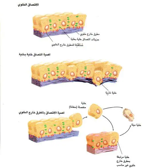 http://oloommagazine.com/images/Articles/14/SCI98b14N1-2_H03_007274.jpg