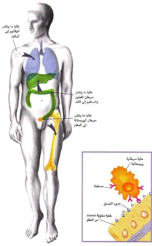 http://oloommagazine.com/images/Articles/14/SCI98b14N1-2_H03_007275.jpg