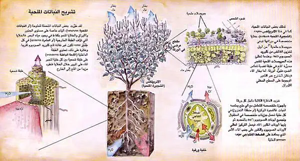 http://oloommagazine.com/images/Articles/14/SCI98b14N10_H01_007389.jpg