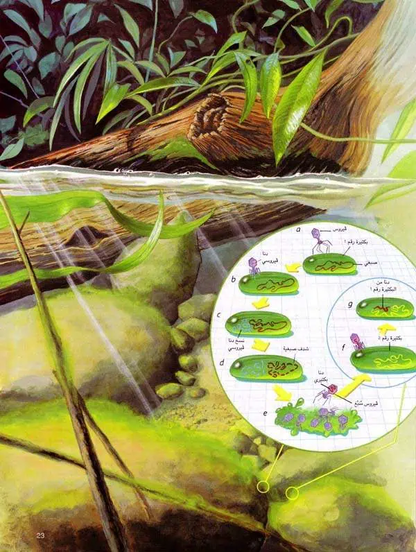 http://oloommagazine.com/images/Articles/14/SCI98b14N8-9_H03_008066.jpg