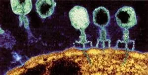 http://oloommagazine.com/images/Articles/14/SCI98b14N8-9_H03_008067.jpg