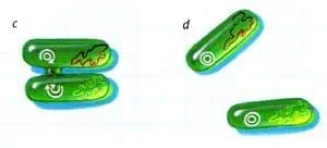 http://oloommagazine.com/images/Articles/14/SCI98b14N8-9_H03_008068.jpg