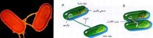http://oloommagazine.com/images/Articles/14/SCI98b14N8-9_H03_008069.jpg