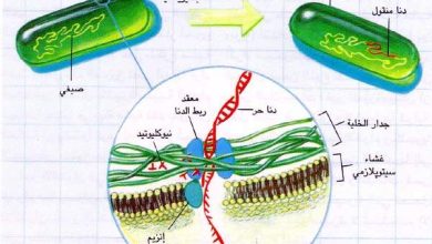 http://oloommagazine.com/images/Articles/14/SCI98b14N8-9_H03_008070.jpg