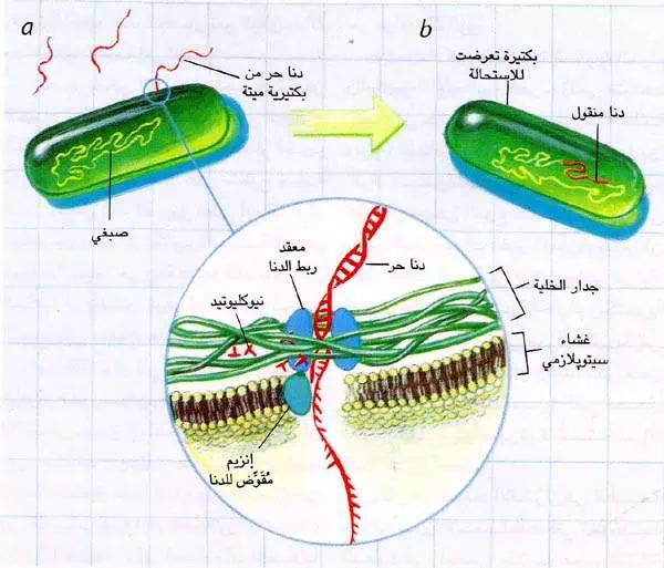 http://oloommagazine.com/images/Articles/14/SCI98b14N8-9_H03_008070.jpg