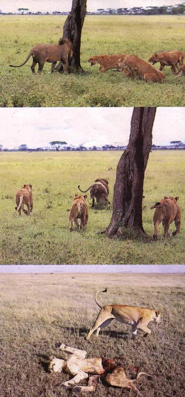 http://oloommagazine.com/images/Articles/14/SCI98b14N4_H01_007734.jpg