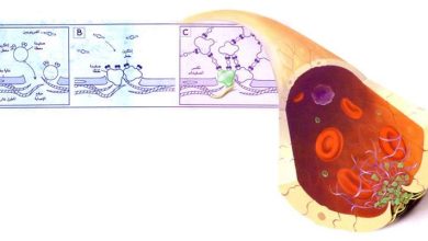 http://oloommagazine.com/images/Articles/14/SCI98b14N5_H05_007868.jpg