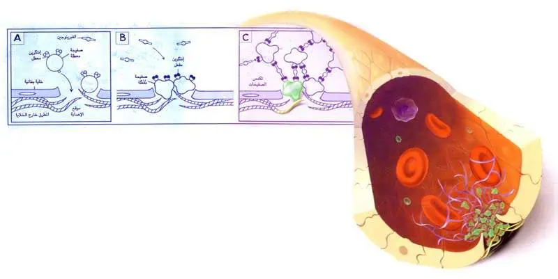 http://oloommagazine.com/images/Articles/14/SCI98b14N5_H05_007868.jpg