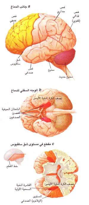 http://oloommagazine.com/images/Articles/14/SCI98b14N4_H05_007769.jpg