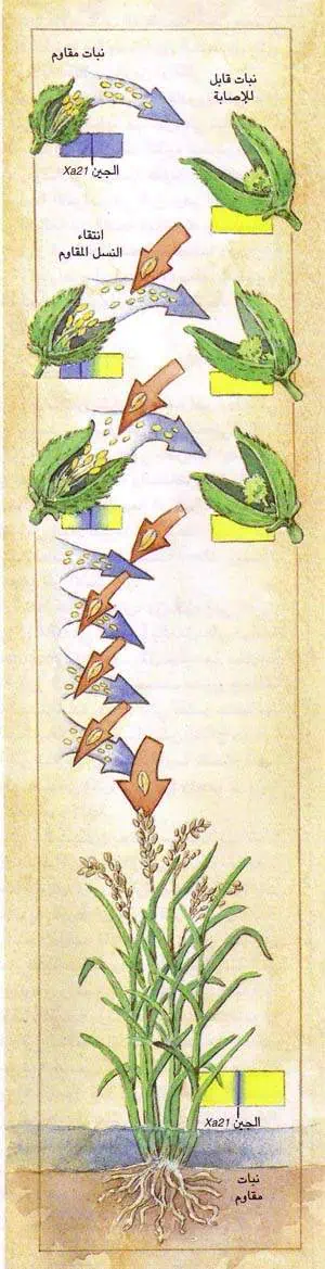 http://oloommagazine.com/images/Articles/14/SCI98b14N6-7_H02_007946.jpg