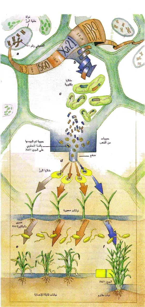 http://oloommagazine.com/images/Articles/14/SCI98b14N6-7_H02_007947.jpg